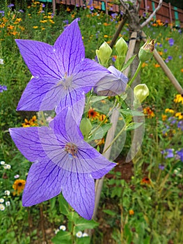 Blooming purple flowers in the garden