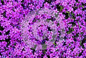 Blooming purple flowers Geraniales of the genus bells, background