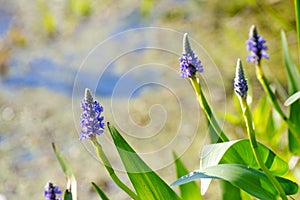 Blooming purple flowers in Point Pelee conservation area, Ontario, Canada