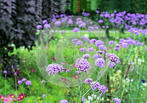 Blooming purple flowers of verbena bonariensis in the summer garden