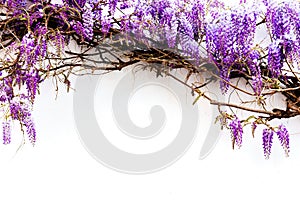 Blooming purple flowers, Wisteria (Glycine) on white background, framing top.