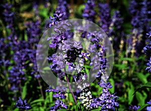 Blooming purple fragrant lavender flowers. Growing lavender, swaying in the wind over the sunset sky, harvest, perfume ingredient