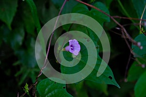 Blooming purple golden flowers growing among the bushes