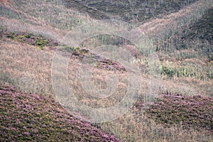 Blooming of purple heather among the bare woods heralds the imminent spring