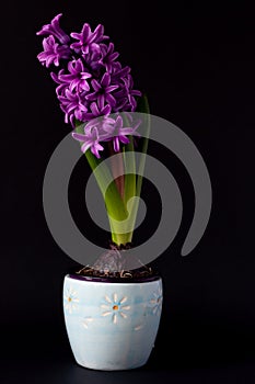 A blooming purple hyacinth on a black background