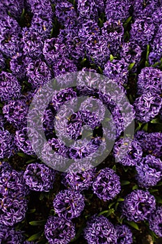 Blooming purple hyacinths in Keukenhof worlds largest flower garden park Holland