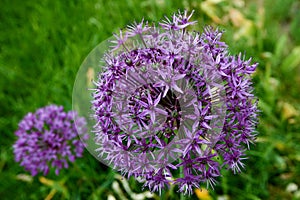 blooming purple illium flower