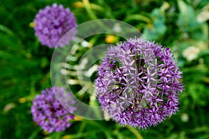 blooming purple illium flower