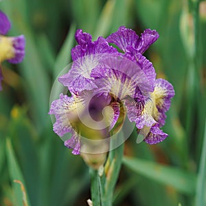 Blooming purple iris Flower On Blurred Green Background. violet toffee bush