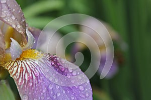 Blooming Purple Iris Petal With Rain Drops Close up