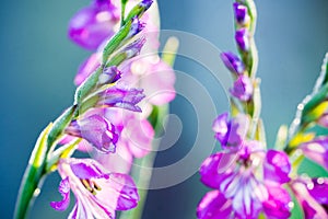 Blooming purple Ixia Sparaxis flower in the garden