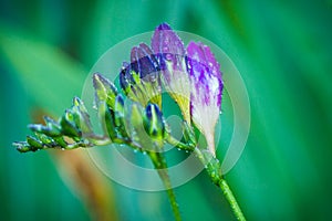 Blooming purple Ixia Sparaxis flower in the garden