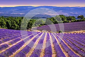 Blooming lavender fields in Provence, France photo