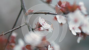 Blooming Purple Leaf Plum Flower. Branch With Red Leaves.