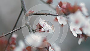 Blooming Purple Leaf Plum Flower. Branch With Red Leaves.