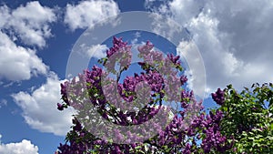 Blooming purple lilac bush in the park against the blue sky.