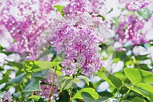 Blooming purple lilac on bush in spring