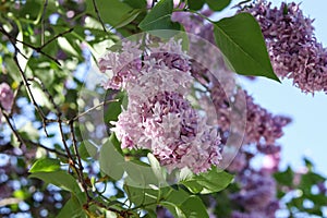 Blooming purple lilac flowers on a bush