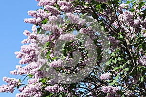 Blooming purple lilac flowers on a bush