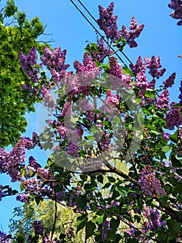Blooming purple lilac flowers on a bush