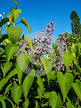 Blooming purple lilac flowers on a bush