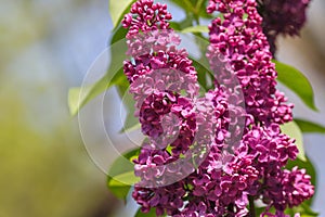 Blooming purple lilac flowers, close-up