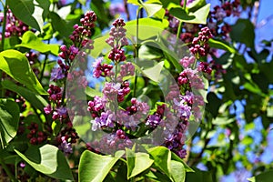 Blooming purple lilac, Syringa vulgaris in the spring garden.