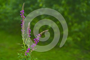 Blooming purple loosestrife Lythrum salicaria on blured natural gree background photo