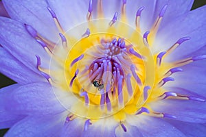 Blooming purple lotus flower