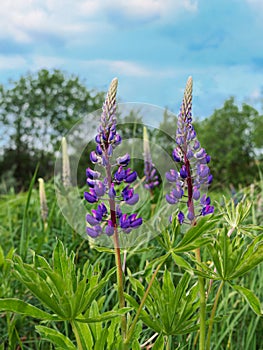 Blooming purple Lupine flowers - Lupinus polyphyllus fodder plants growing in spring garden. Violet and lilac blossom