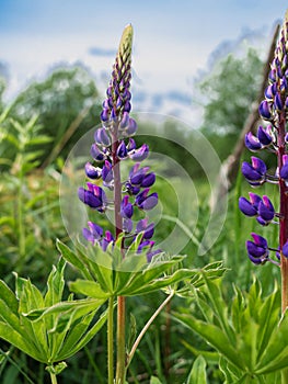 Blooming purple Lupine flowers - Lupinus polyphyllus fodder plants growing in spring garden. Violet and lilac blossom