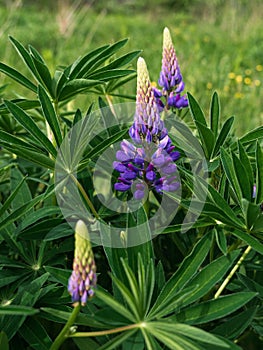 Blooming purple Lupine flowers - Lupinus polyphyllus fodder plants growing in spring garden. Violet and lilac blossom