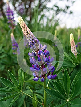 Blooming purple Lupine flowers - Lupinus polyphyllus fodder plants growing in spring garden. Violet and lilac blossom