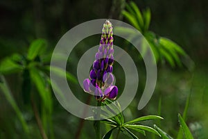 Blooming purple Lupine flowers - Lupinus polyphyllus fodder plants growing in spring garden. Violet and lilac blossom