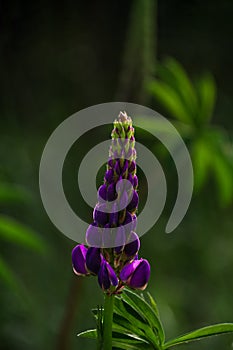 Blooming purple Lupine flowers - Lupinus polyphyllus fodder plants growing in spring garden. Violet and lilac blossom