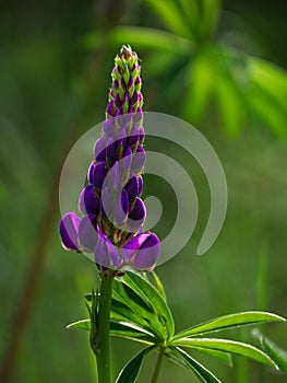 Blooming purple Lupine flowers - Lupinus polyphyllus fodder plants growing in spring garden. Violet and lilac blossom