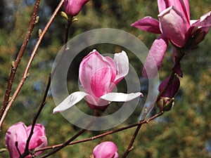 The blooming Purple Magnolia