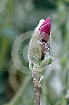 Blooming purple magnolia flower with frozen pieces of ice.