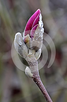 Blooming purple magnolia flower with frozen pieces of ice in April.