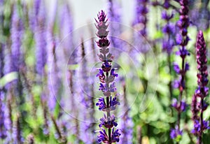 Blooming purple meadow or Mealy cap sage in the foreground and blurred soft background