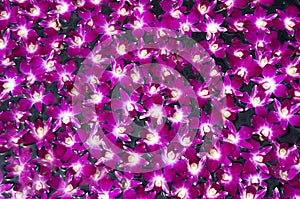 Blooming purple orchid flower pattern background