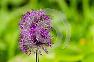 Blooming purple organic decorative bow, close-up on grass background, Allium rosenbachianum