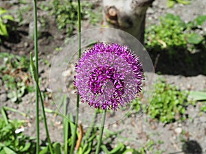 Blooming purple organic decorative bow, close-up on grass background, Allium rosenbachianum