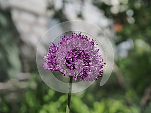 Blooming purple organic decorative bow, close-up on grass background, Allium rosenbachianum