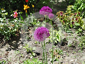 Blooming purple organic decorative bow, close-up on grass background, Allium rosenbachianum