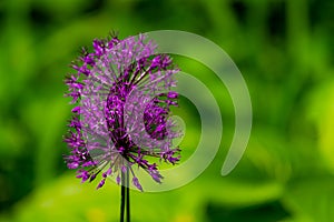 Blooming purple organic decorative bow, close-up on grass background, Allium rosenbachianum