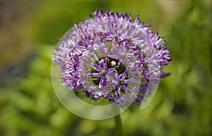 Blooming purple organic decorative bow, close-up on grass background, Allium rosenbachianum. Selective focus.