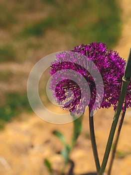Blooming purple ornamental onion Allium hollandicum