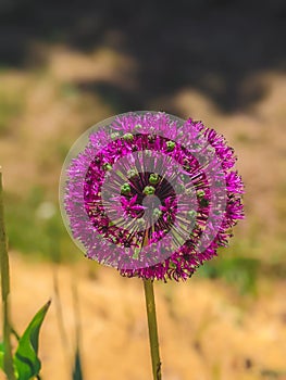 Blooming purple ornamental onion Allium hollandicum