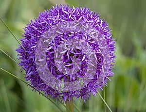 Blooming purple ornamental onion Allium hollandicum, Purple Sensation against the green grass background